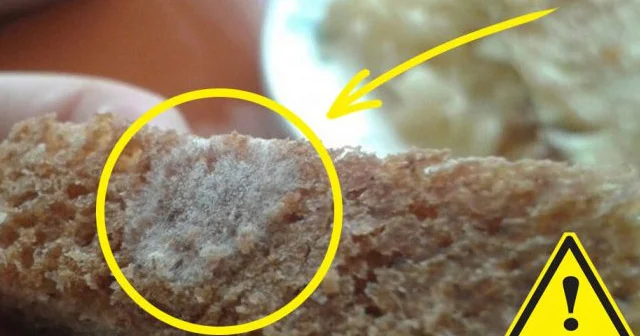 Çörəyin kif olan hissəsini kəsəndən sonra təmiz hissəsini yemək olarmı? VİDEO