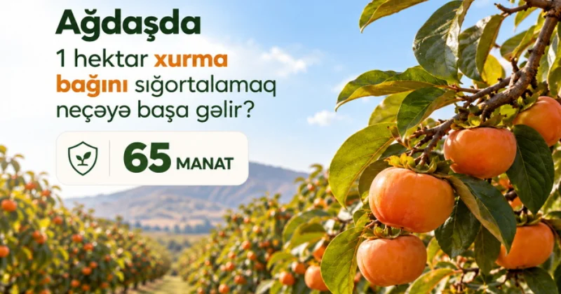 Ağdaşda xurma bağlarını sığortalamaq neçəyə başa gəlir? Şərtlər, məbləğlər