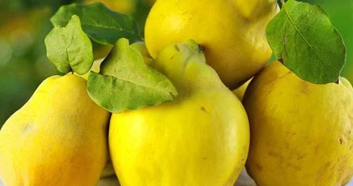 Meyvəsi xoş ətirli, bol vitaminli, yarpağı dərman...