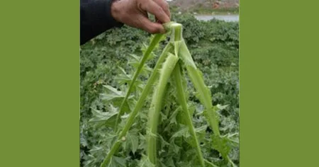 Yazda qanqal özəyini yeyin Faydası saymaqla bitməz