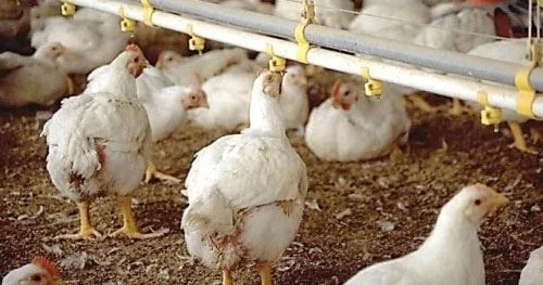 Toyuqlar insanları öldürür? VİDEO