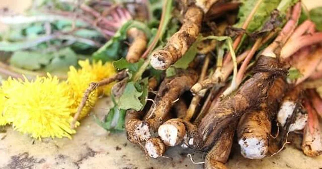 Bu bitkinin kökündən çay xərçəngin dərmanıdır Azərbaycanda da var