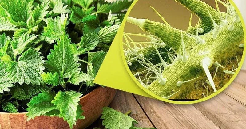 Gicitkən möcüzəsi 1001 dərdin dərmanı