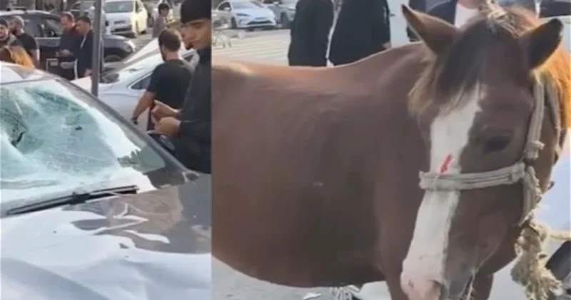 В Баку автомобиль столкнулся с лошадью ВИДЕО
