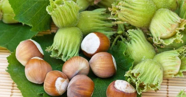 Sağlam olmaq istəyən təzə fındıq yesin. Faydaları