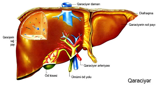 Qaraciyər çox vacib orqandır