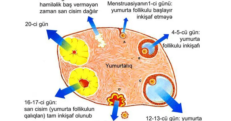 Hamiləliyin müddəti və əlamətləri