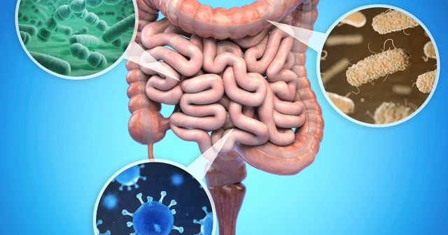 Mədə bağırsaq üçün ən faydalı 10 ƏRZAQ Prebiotik təsirli