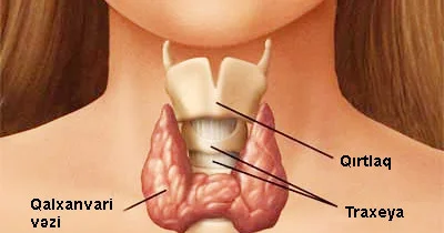 Qalxanvari vəzi hormonları və artıq çəki