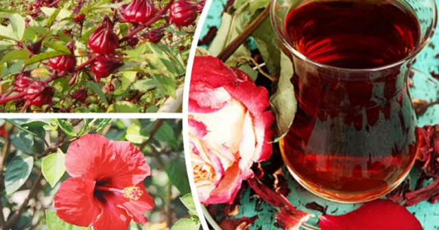 Məkkəgülü çayı BÜTÜN XƏSTƏLİKLƏRİN DƏRMANI