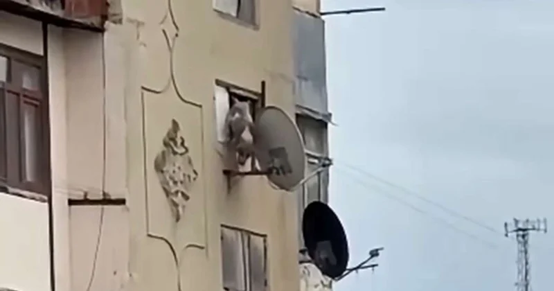 İti hündür mərtəbədən atan şəxsin FOTOsu yayıldı