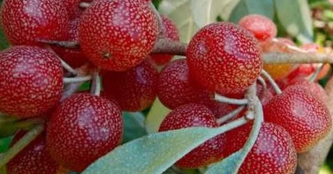 Möcüzəvi çaytikan növünün sirri hindular ondan “ölümsüzlük iksiri” hazırlayıb