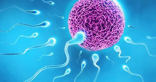 Çin alimləri süni sperma yetişdiriblər