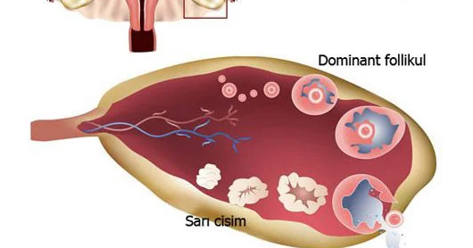 Menstrual tsikl (aybaşı dövrü)