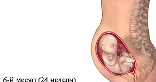 Hamiləliyin 6 cı ayı (21 24 cü həftələr). Hamiləliyin və dölün inkişafı