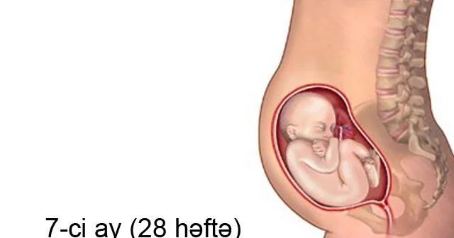 Hamiləliyin 7 ci ayında (25 28 ci həftələr) nə baş verir?
