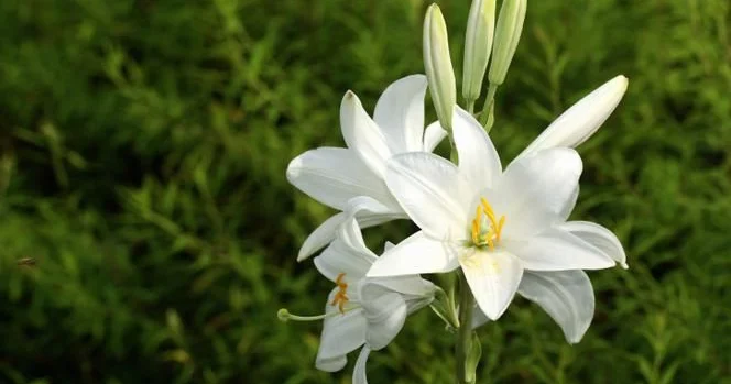 Aromatik bitki zanbaq Bu ağrılar varsa istifadə edin