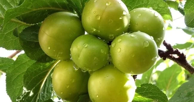 11 səbəb üçün alça yeyin FAYDALARI