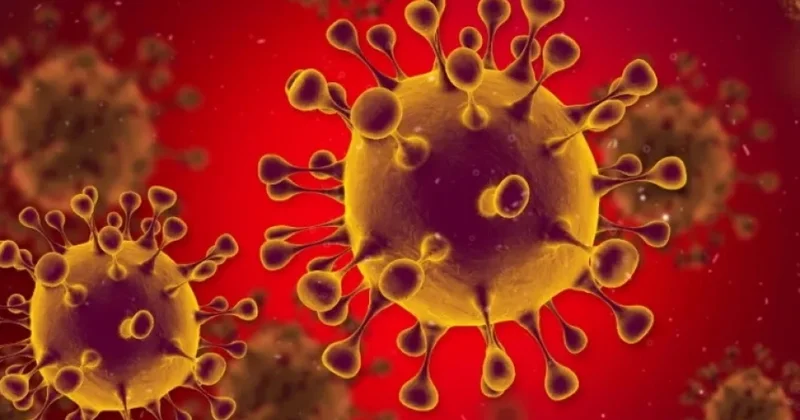 Ancaq kişiləri öldürən virus tapılıb Yeni TƏQIQAT