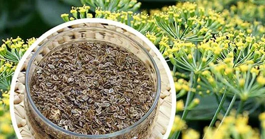 Qurdları öldürən ŞÜYÜD TOXUMU. İstifadə qaydası