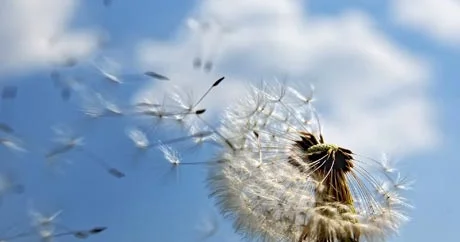 Zəncirotu allergiyasından xilas olmağın yolları