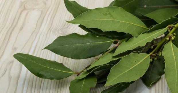 Sizi ən çox sağlam saxlayan dəfnə yarpağı Unikal faydaları