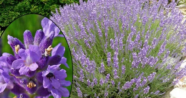 Bu bitki baş ağrısını yox edir, sinirləri sakitləşdirir FOTO