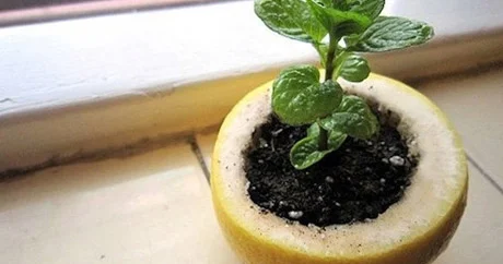 Limon qabığını atmayın. İçində bitki yetişdirin...