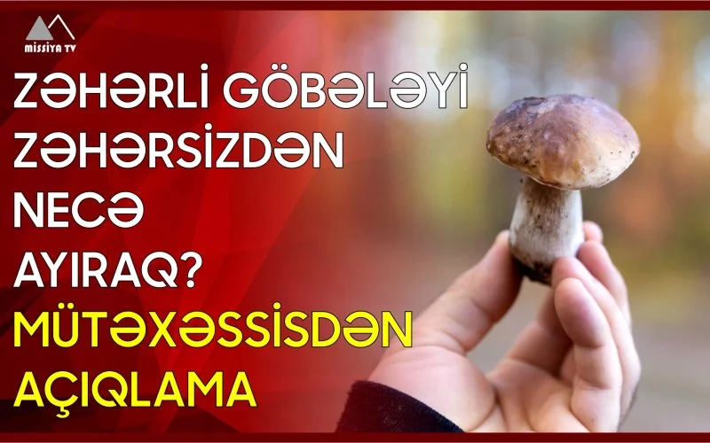 Zəhərli göbələyi zəhərsizdən necə ayıraq? Mütəxəssisdən açıqlama