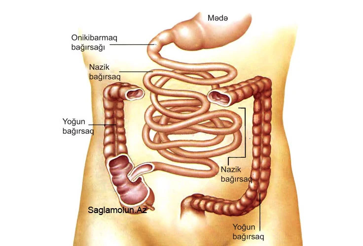 Bağırsaq necə işləyir
