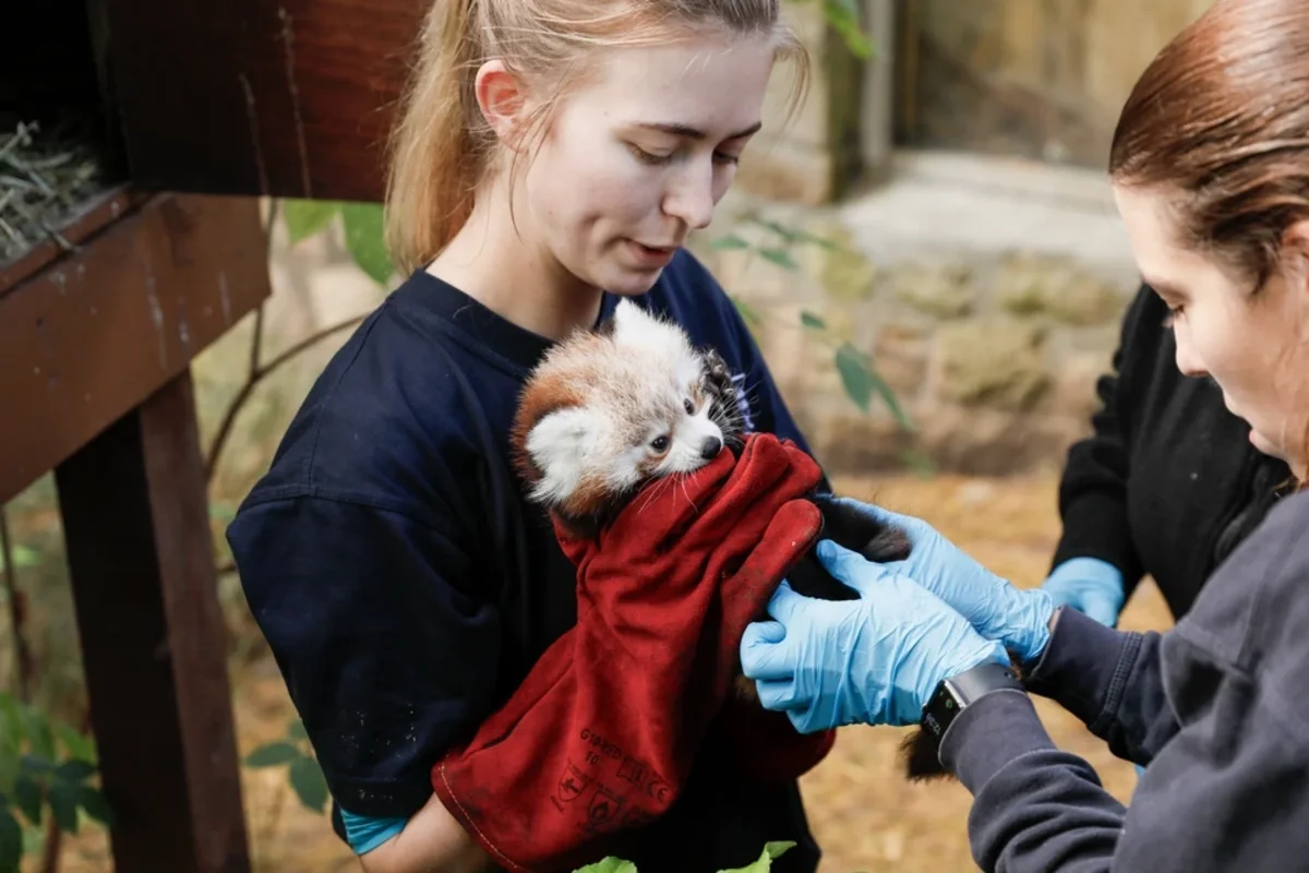 Şotlandiyada qırmızı panda balası atəşfəşanlıqdan qorxaraq öldü