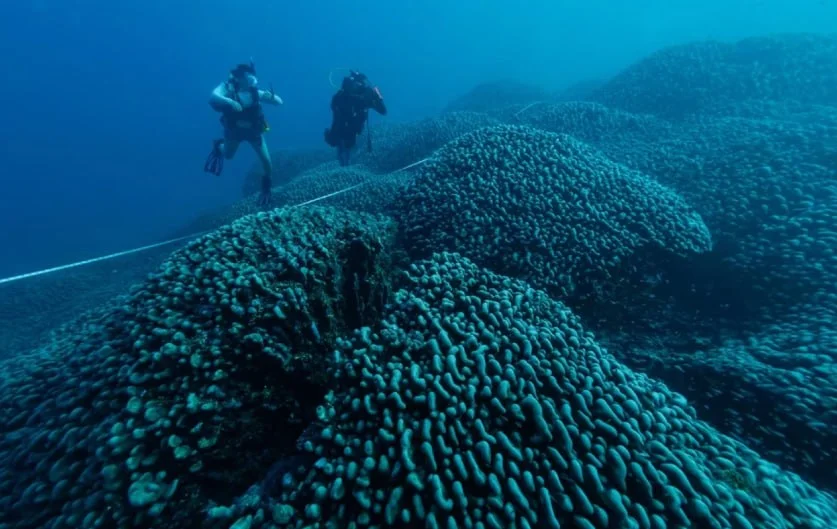 COP29da dünyanın ən böyük mərcanının aşkar edildiyi açıqlandı FOTO