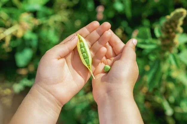 5 yaşlı uşağın boğazında noxud qaldı Həyatını itirdi