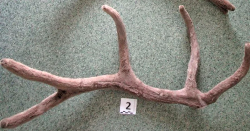 Nəsli kəsilən heyvanın buynuzunu Bakıya gətirmək istədi Saxlanıldı