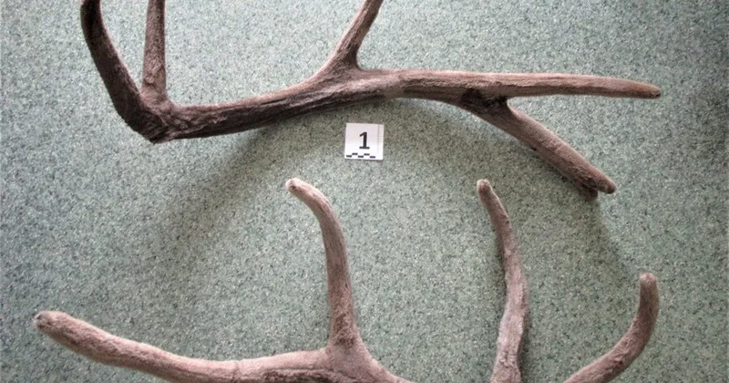 В России мужчину с рогами не пустили в Азербайджан Minval Politika