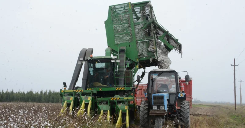 Tərtər pambıqçıları indiyədək tarlalardan 8 min ton məhsul toplayıblar