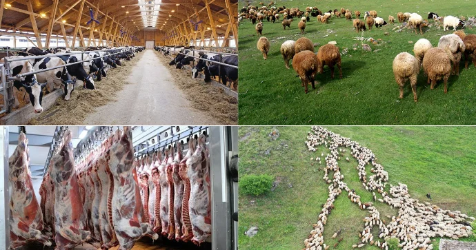 “Onların özlərinə lazım olanda kəndlidən 5 10 baş “quzu payı” alır” Ekspert məmurları TƏNQİD ETDİ