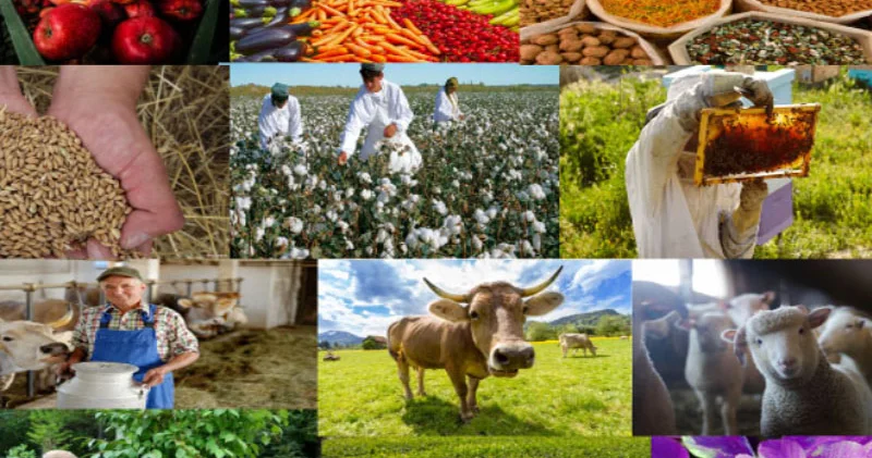 Kənd təsərrüfatında dərin çat: Hədəflər icra olunmur, sərmayə qoymaq risklidir