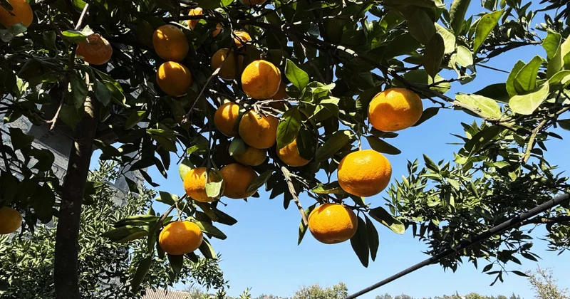 Astarada naringi yığımı davam edir: məhsuldarlıq yüksək, qiymətlər isə münasibdir
