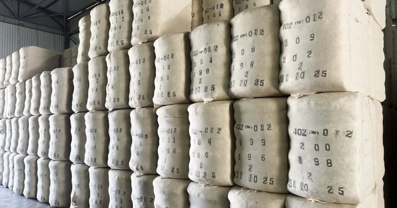 Biləsuvar pambığı xarici bazarlarda: mahlıc və çiyid ixracı artır