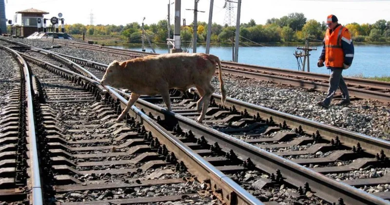 Dəmir yolunda qatarlarla heyvanların 48 toqquşması olub Rəsmi