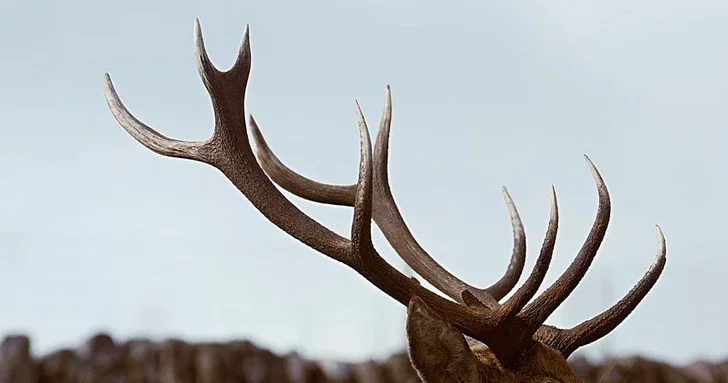 Задержан мужчина, который пытался ввезти в Баку оленьи рога из России