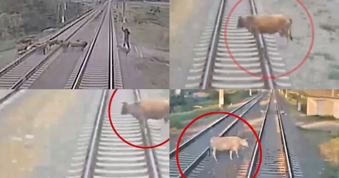 Heyvanların relslərə çıxması səbəbindən 48 toqquşma baş verdi VİDEO