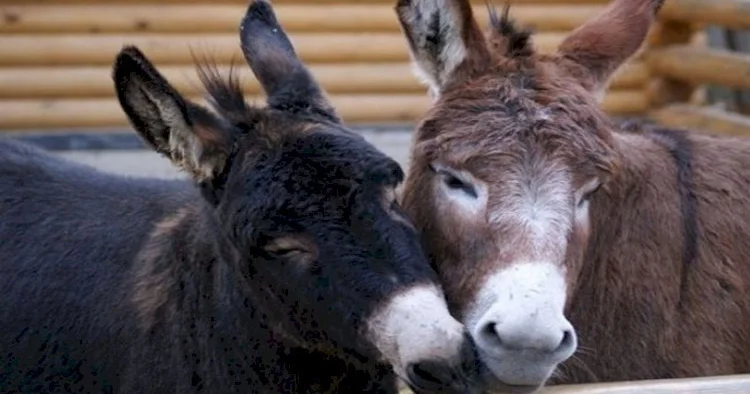 “Leş Tofiq”lər hərəkətə keçdi: Bizə eşşək əti yedizdirənlər niyə azadlıqda?