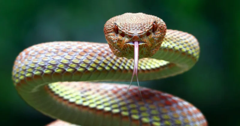 Dünyanın ən zəhərli ilanı odur FOTO