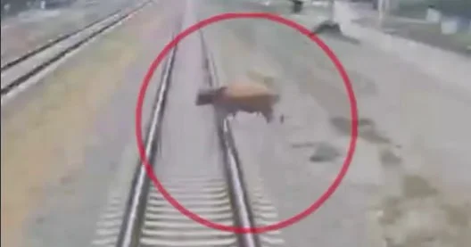 Dəmir yoluna çıxan mal qara qatarlara təhlükə yaratdı ANBAAN VİDEO