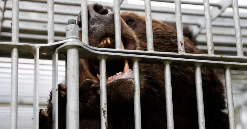 Yaponiyada ayı kabusu 8 ayda 13 ölü, 100 dən çox yaralı