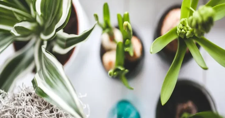 Payızdakı bu səhv evdə bitkilərinizi məhv edə bilər