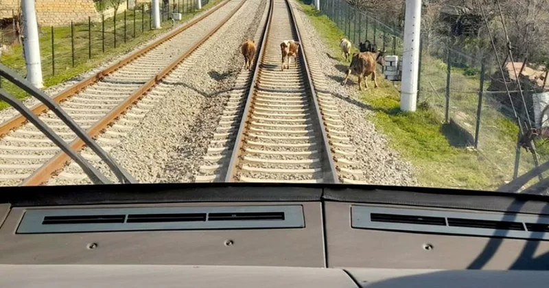 Qatarlar heyvanlarla 48 dəfə toqquşub