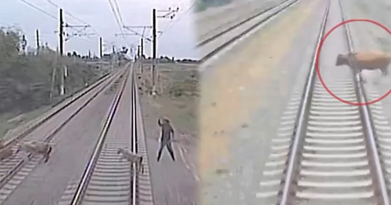 On ayda 48 toqquşma olub Heyvanlara görə...